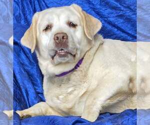 Mutt Dogs for adoption in Cuba, NY, USA