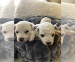 Small Photo #10 Bichon Frise Puppy For Sale in JENSEN, UT, USA