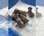 Small #12 French Bulldog