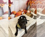 Small Photo #3 Mutt Puppy For Sale in Evansville, IN, USA