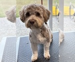 Small Photo #1 Havanese Puppy For Sale in MBORO, TN, USA