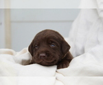 Small #4 Labrador Retriever