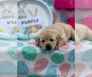 Labrador Retriever Puppy for sale in MAYSVILLE, GA, USA