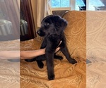 Small #16 Flat Coated Retriever