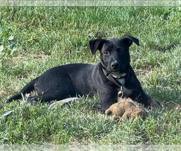 Medium Photo #1 American Pit Bull Terrier-Unknown Mix Puppy For Sale in Germantown, OH, USA