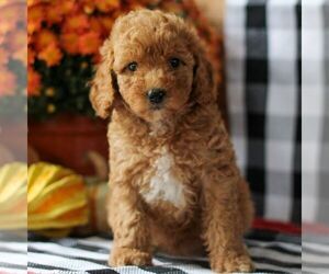 Goldendoodle (Miniature) Puppy for Sale in LITITZ, Pennsylvania USA