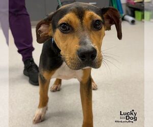 Labbe Dogs for adoption in Washington, DC, USA