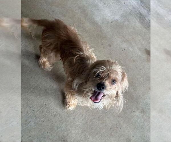 Medium Photo #2 Mutt Puppy For Sale in Spring, TX, USA