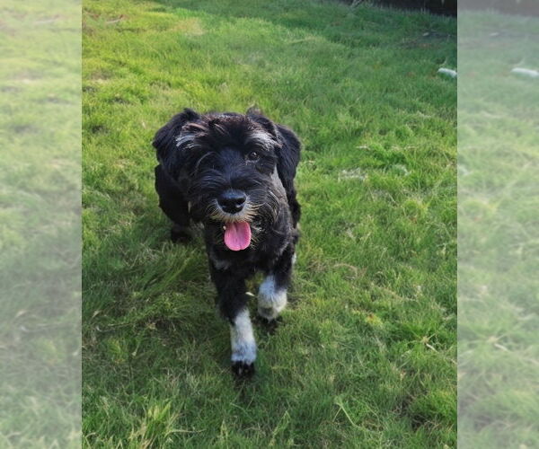 Medium Photo #2 Mutt Puppy For Sale in Dumont, NJ, USA