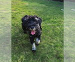 Small #1 Mutt