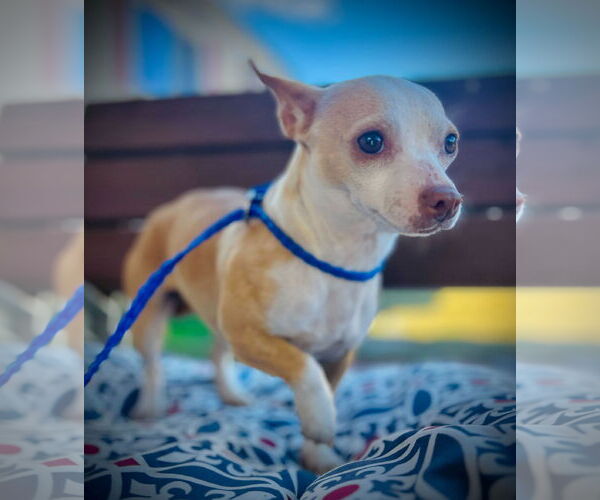 Medium Photo #2 Chihuahua Puppy For Sale in Pacolet, SC, USA