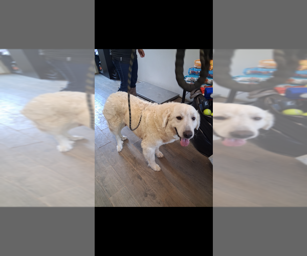 Medium Photo #1 Great Pyrenees-Unknown Mix Puppy For Sale in Brewster, NY, USA