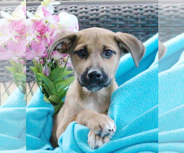 Medium Photo #4 German Shepherd Dog-Unknown Mix Puppy For Sale in Woodbury, NY, USA