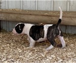 Small #2 American Bulldog