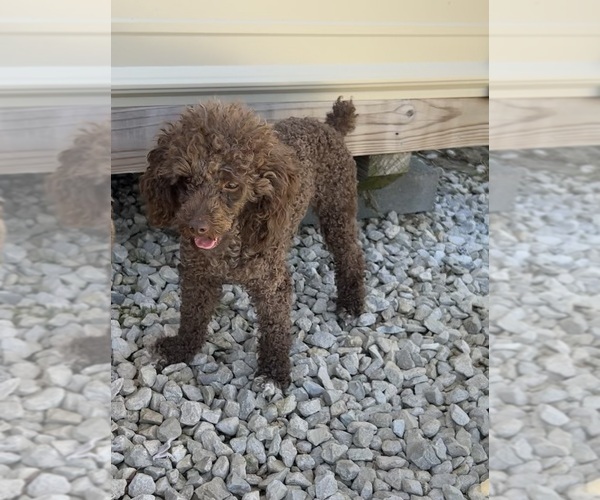 Medium Photo #1 Cockapoo Puppy For Sale in BLUE MOUNTAIN, MS, USA