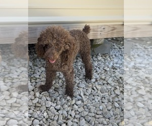 Mother of the Cockapoo puppies born on 06/12/2025