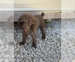 Small Photo #1 Cockapoo Puppy For Sale in BLUE MOUNTAIN, MS, USA