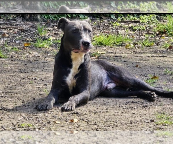 Medium Photo #5 American Pit Bull Terrier-Unknown Mix Puppy For Sale in Oakhurst, NJ, USA