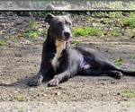 Small #4 American Pit Bull Terrier Mix