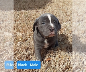American Bully Puppy for sale in ODESSA, TX, USA