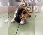 Small Photo #5 Beagle Puppy For Sale in HAZEL GREEN, AL, USA