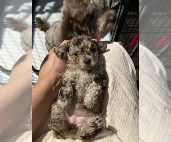 Medium Photo #39 Poodle (Toy) Puppy For Sale in MURRIETA, CA, USA