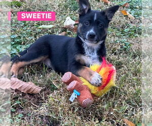 Mutt Dogs for adoption in Springdale, PA, USA