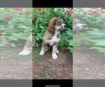 Small Photo #14 Bernese Mountain Dog-Caucasian Shepherd Dog Mix Puppy For Sale in STEVENS, PA, USA