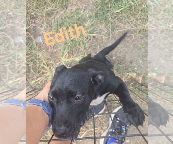 Medium Photo #1 Dachshund-Unknown Mix Puppy For Sale in Jackson, MS, USA
