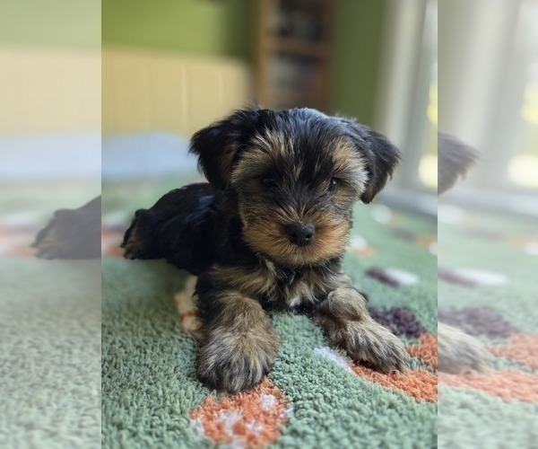 Medium Photo #45 Yorkshire Terrier Puppy For Sale in RHOADESVILLE, VA, USA