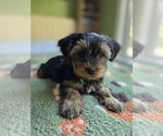 Small #44 Yorkshire Terrier