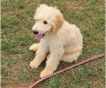 Small Photo #6 Goldendoodle Puppy For Sale in BIG ISLAND, VA, USA