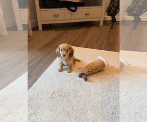 Dachshund Puppy for sale in PALO ALTO, CA, USA