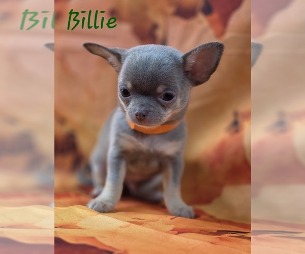 Medium Photo #3 Chihuahua Puppy For Sale in HOMERVILLE, GA, USA