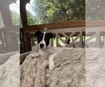 Small #4 Lab-Pointer