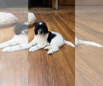 Small #3 Aussiedoodle