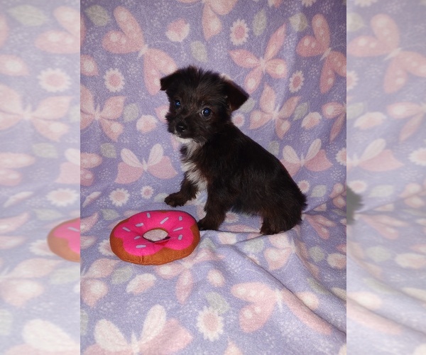 Medium Photo #6 Yorkshire Terrier Puppy For Sale in LAPEER, MI, USA