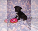 Small #5 Yorkshire Terrier