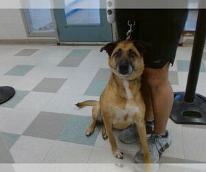 German Shepherd Dog-Unknown Mix Dogs for adoption in Oklahoma City, OK, USA