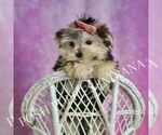 Small Photo #29 Morkie Puppy For Sale in WARSAW, IN, USA