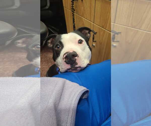 Medium Photo #6 American Pit Bull Terrier-Unknown Mix Puppy For Sale in Crystal, MN, USA