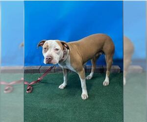 Mutt Dogs for adoption in Pasadena, CA, USA