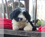 Small Photo #1 Cavapoo Puppy For Sale in GORDONVILLE, PA, USA
