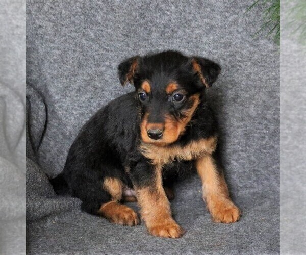 Medium Photo #3 Airedale Terrier Puppy For Sale in HOLTWOOD, PA, USA