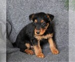 Small #2 Airedale Terrier