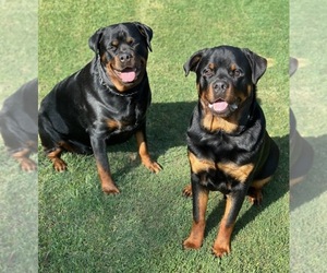 Father of the Rottweiler puppies born on 04/15/2024