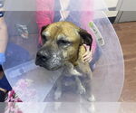 Small #5 Black Mouth Cur Mix
