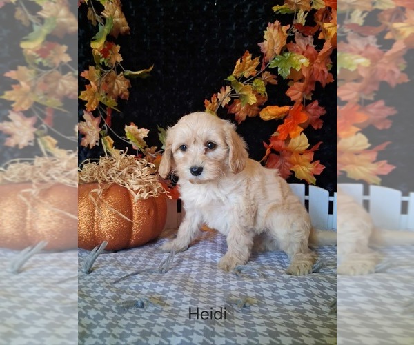 Medium Photo #3 Goldendoodle (Miniature) Puppy For Sale in MOUNT PLEASANT, MI, USA