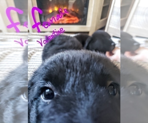 Medium Photo #2 Labrenees Puppy For Sale in FORESTBURG, TX, USA