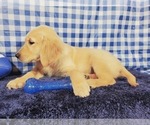 Small Photo #13 Golden Retriever Puppy For Sale in COLORADO SPRINGS, CO, USA